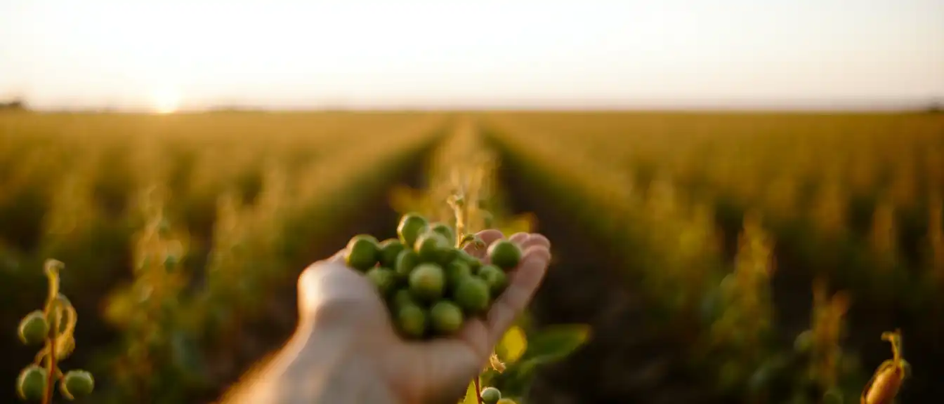 Треть мирового рынка гороха удерживает Россия благодаря резкому росту урожайности